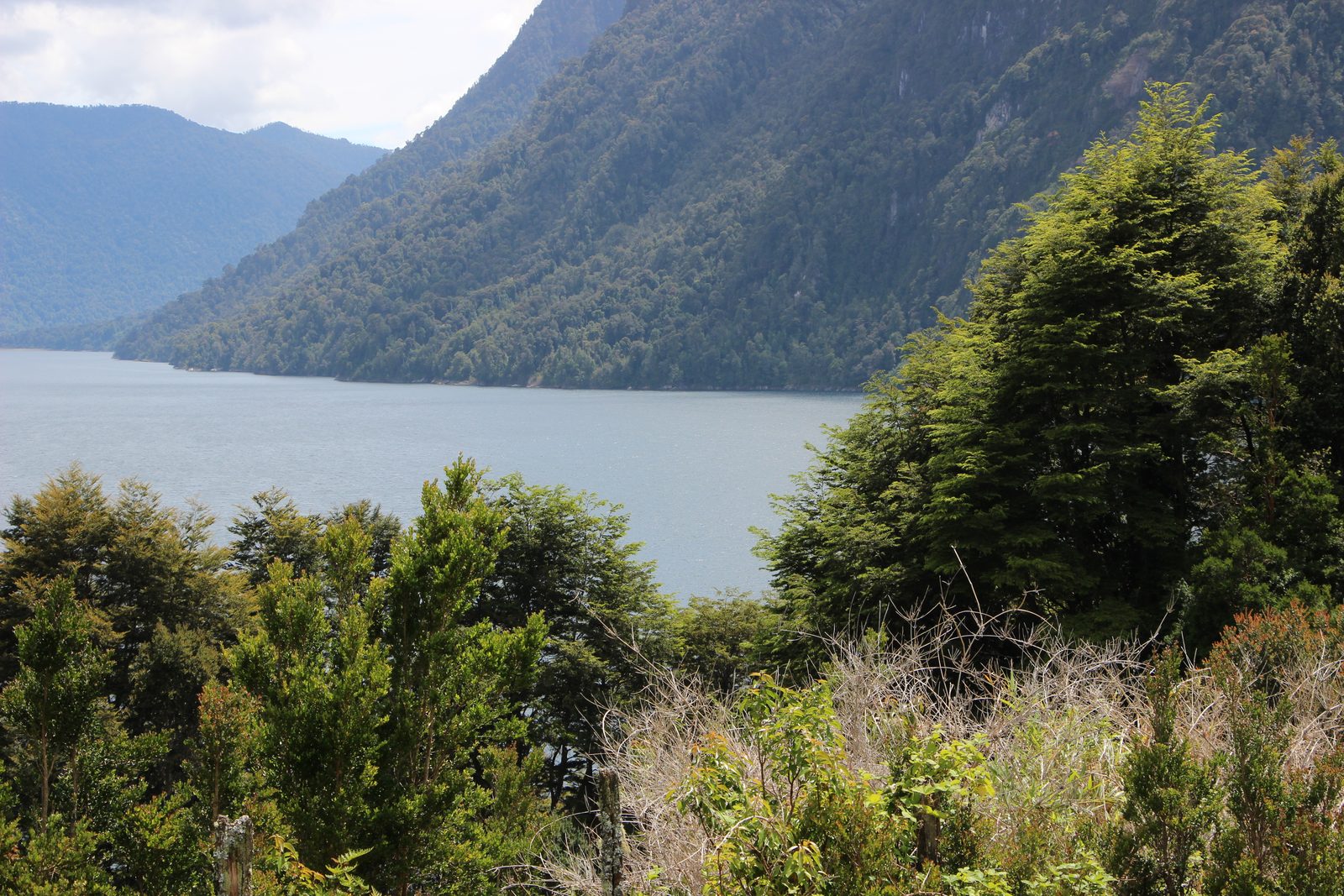 Lago Chapo entre la vegetación nativa de la ribera